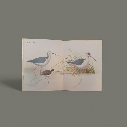 Waders in New Zealand by Elaine Power